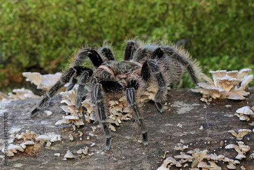 A black tarantula looking for prey on a rotting log overgrown with fungus. These spiders like to prey on small insects. 