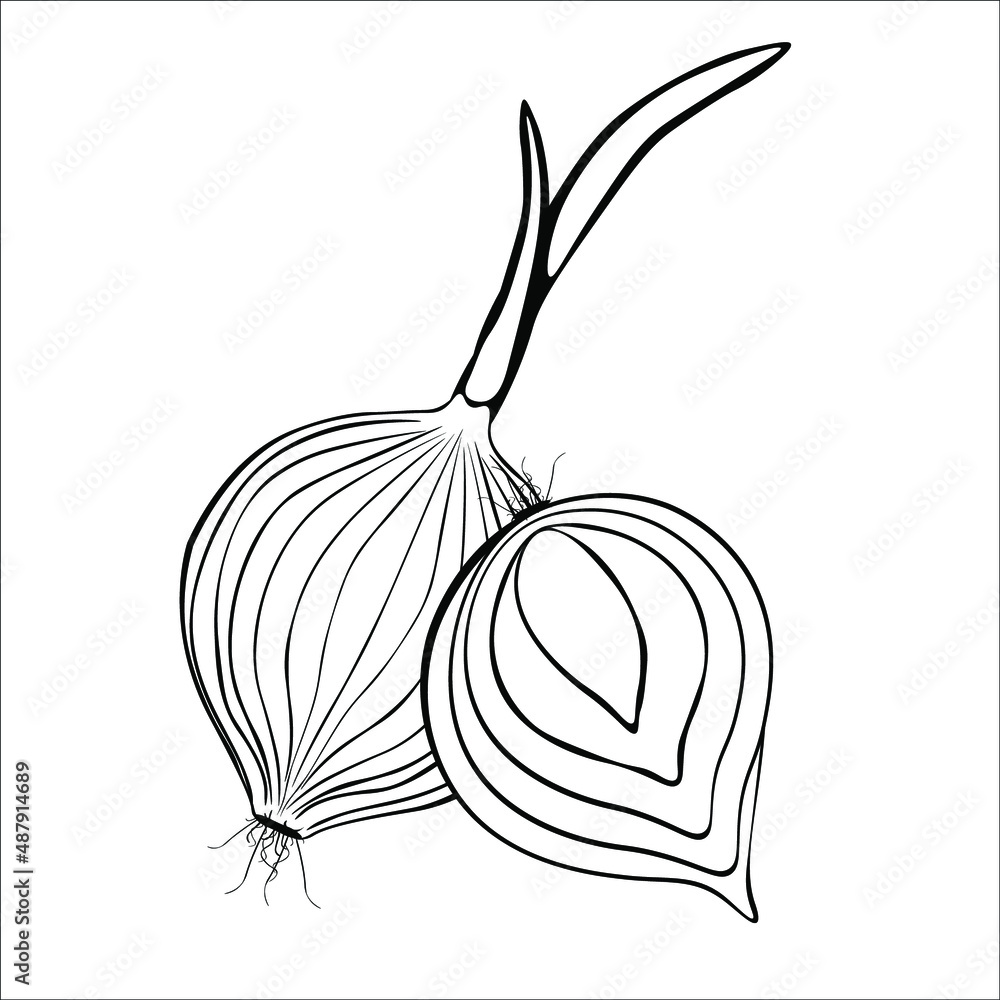 Black and white drawing of an onion for coloring. Vegetables for