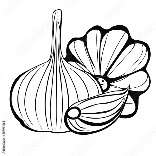Black and white drawing of garlic for coloring. Vegetables for coloring book. Vector illustration
