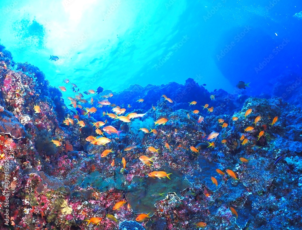 Obraz premium coral reef and fish