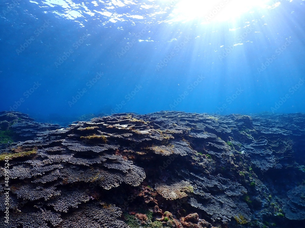 underwater view of a coral reef