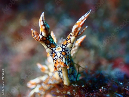 nudibranch