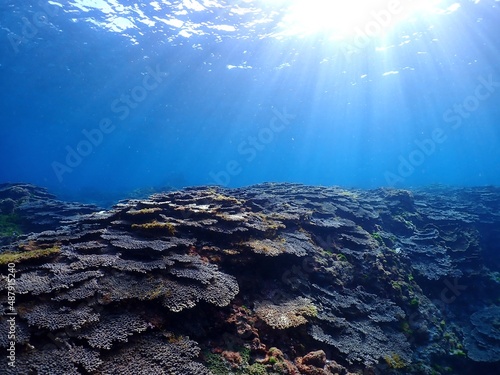 underwater view of a coral reef