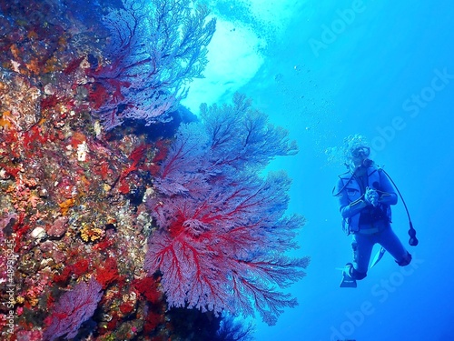 Fototapeta Naklejka Na Ścianę i Meble -  scuba diver and coral reef