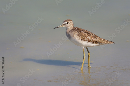 Fotografie Wood sandpiper