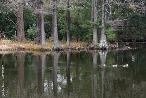 カルガモが泳いでいる池の水面に、葉っぱを落としたラクウショウが綺麗に映り込んでいる風景