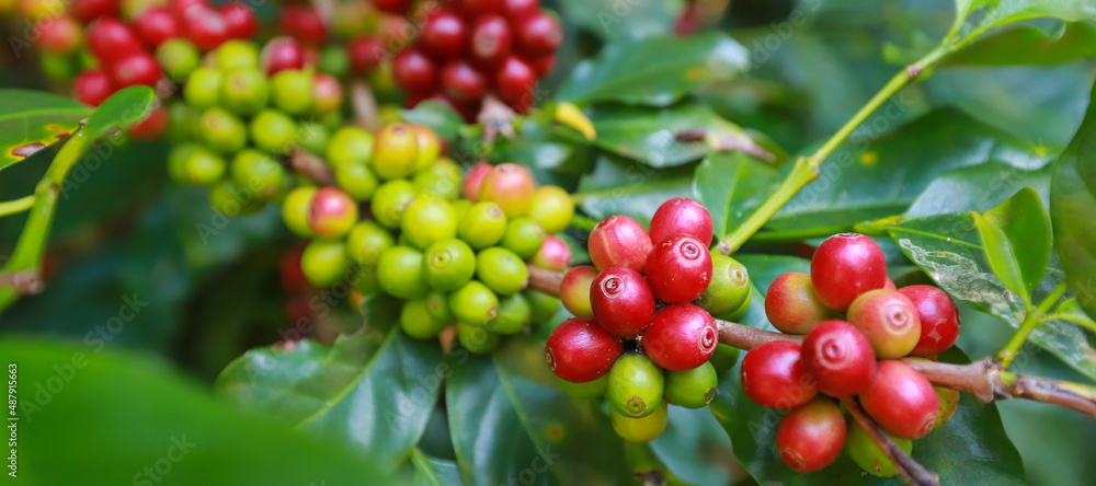 Banner Plantation red coffee bean farmer hands ripe harvest in Garden farm.hand harvesting green red yellow bean Robusta arabica Coffee berries leaf tree Plant in Brazil Ethiopia Vietnam Country Banner Plantation red coffee bean farmer hands ripe harvest in Garden farm.hand harvesting green red yellow bean Robusta arabica Coffee berries leaf tree Plant in Brazil Ethiopia Vietnam Country