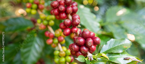 banner Plantation red coffee bean farmer hands ripe harvest in Garden farm.hand harvesting green red yellow bean Robusta arabica Coffee berries leaf tree Plant in Brazil Ethiopia Vietnam Country