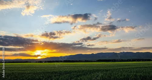 Green wheat field and mountain nature landscape at sunset. 