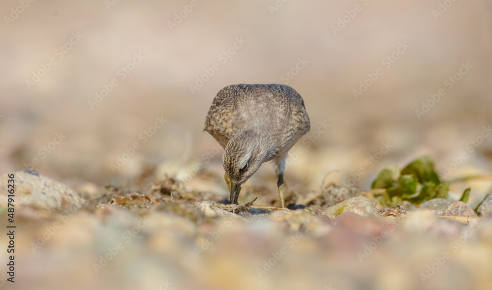 Red Knot - Calidris canutus - on the autumn migration way at a seashore Red Knot - Calidris canutus - on the autumn migration way at a seashore