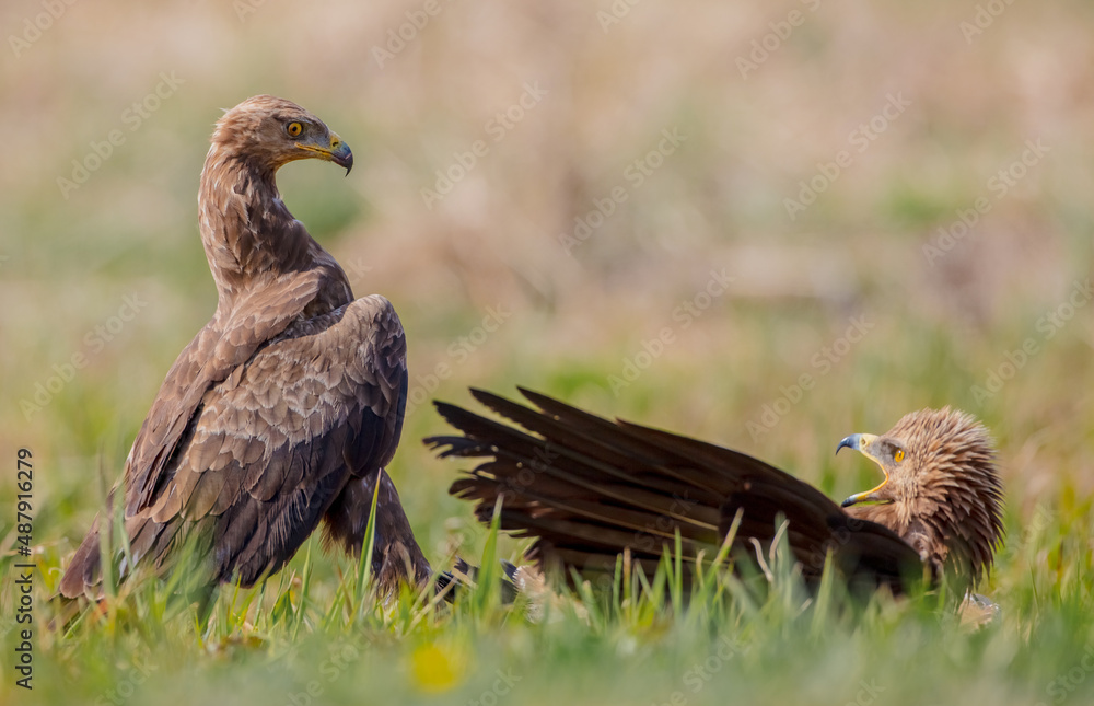 Fototapeta premium Lesser spotted eagle - Clanga pomarina - pair of birds in spring 