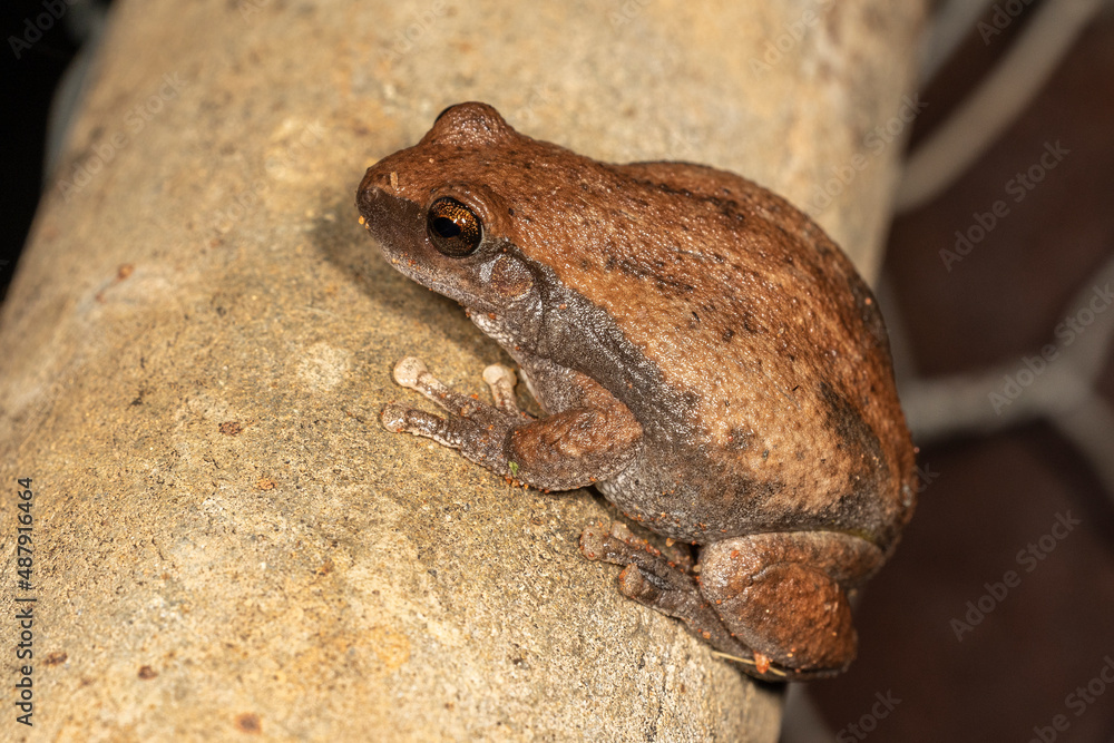 Fototapeta premium Australian Desert Tree Frog resting on post