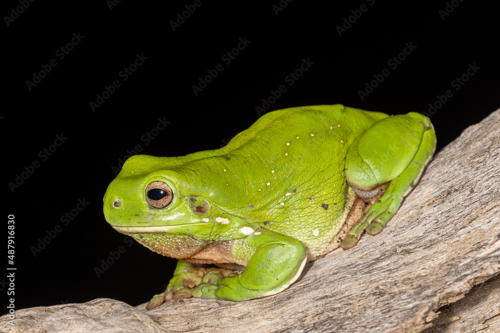 Naklejka premium Australian Green Tree Frog ready to jump from branch