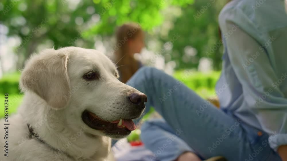 Beautiful labrador lying on grass closeup. Calm dog resting on lawn outdoors. Beautiful labrador lying on grass closeup. Calm dog resting on lawn outdoors.