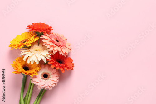 Fototapete Beautiful colorful gerbera flowers on pink background, flat lay