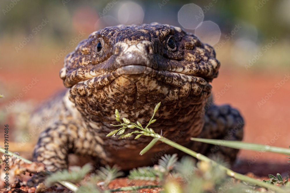 Close up of an Australian Shingle-back Lizard Close up of an Australian Shingle-back Lizard