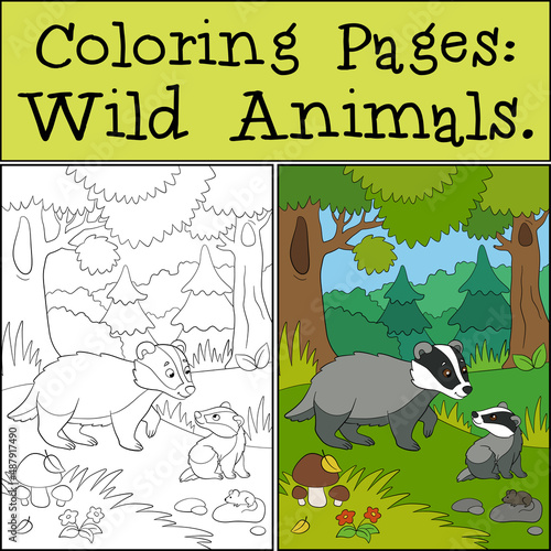 Coloring Pages: Wild Animals. Mother badger stands with her little cute baby in the forest.
