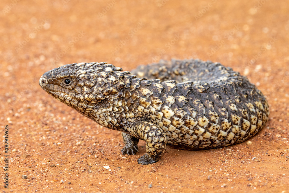 Close up of an Australian Shingle-back Lizard Close up of an Australian Shingle-back Lizard