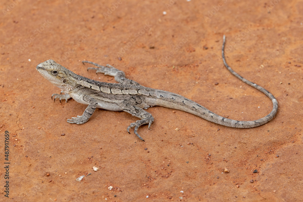Australian Burns Dragon resting on red soil Australian Burns Dragon resting on red soil
