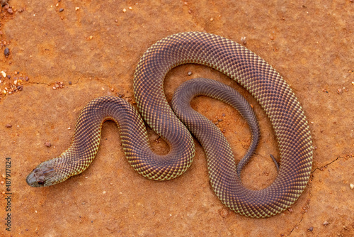 Australian Mulga or King Brown Snake