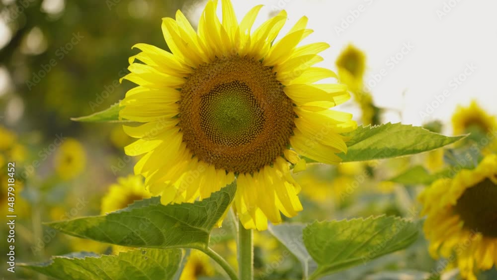 Footage B roll SLOW MOTION 4k, Yellow sunflower. Beautiful fields with