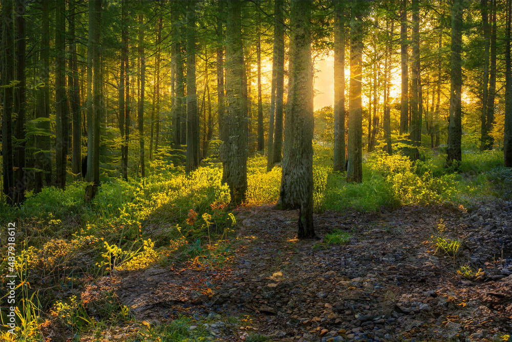 Magical sunset in the forest. Magical sunset in the forest.