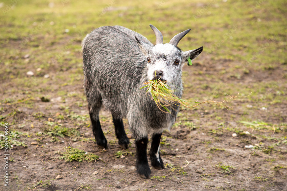 Fototapeta premium Grass-eating goat on a grassy field