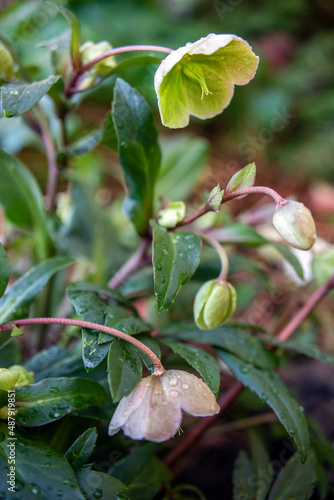 Christmas roses with raindrops
