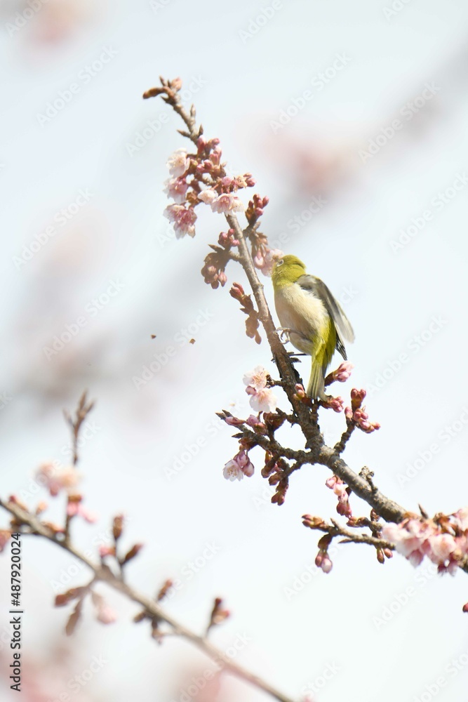 メジロと寒桜 メジロと寒桜