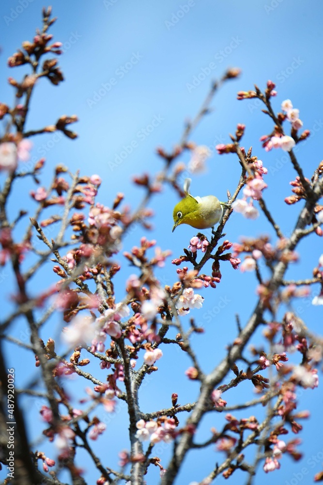 メジロと寒桜 メジロと寒桜