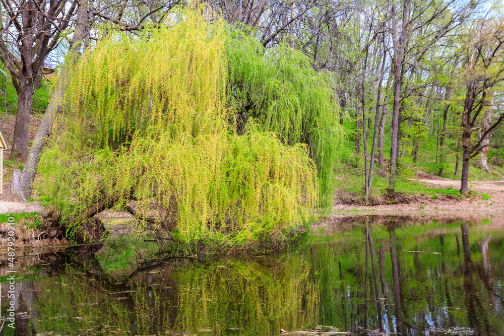 Babylon Weeping Willow