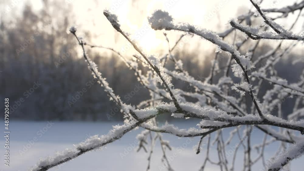 closeup of a winter scene, snow accumulating on tree branches closeup of a winter scene, snow accumulating on tree branches