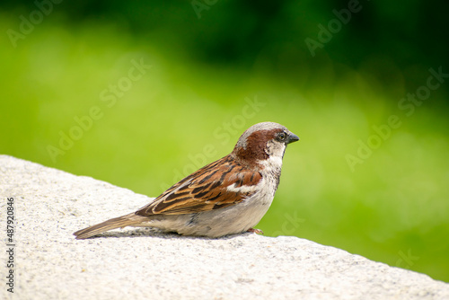 Sparrow on a green background