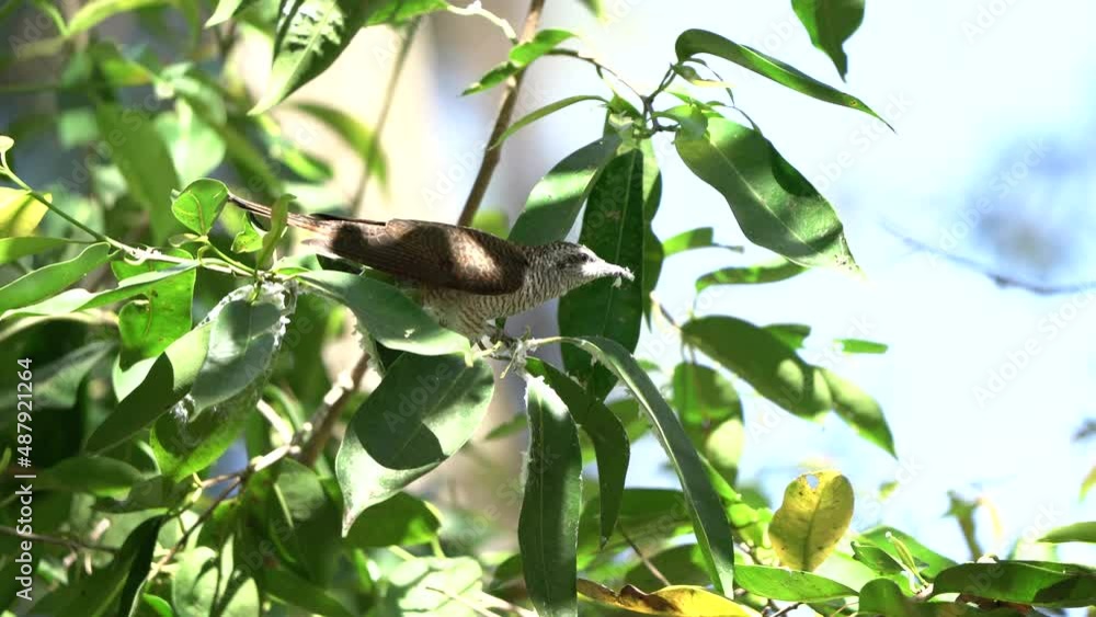 Banded Bay Cuckoo Tropical Birds in Thailand and Southeast Asia. Banded Bay Cuckoo Tropical Birds in Thailand and Southeast Asia.