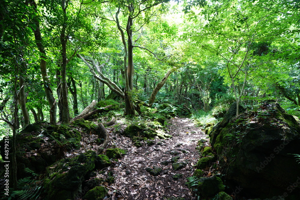 Obraz premium primeval forest and refreshing sunlight