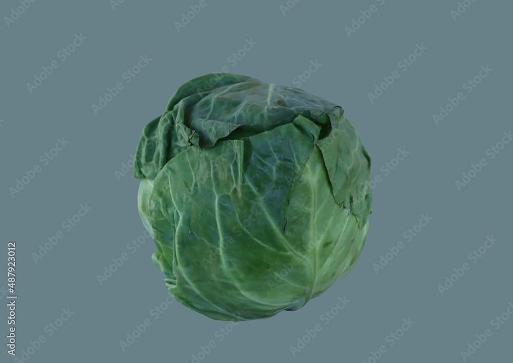 White, young cabbage White, young cabbage