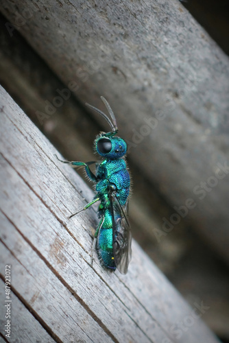 Vertical closeup on a metallic blue-green parasite jewel wasp, Trichrysis cyanea in the garden photo