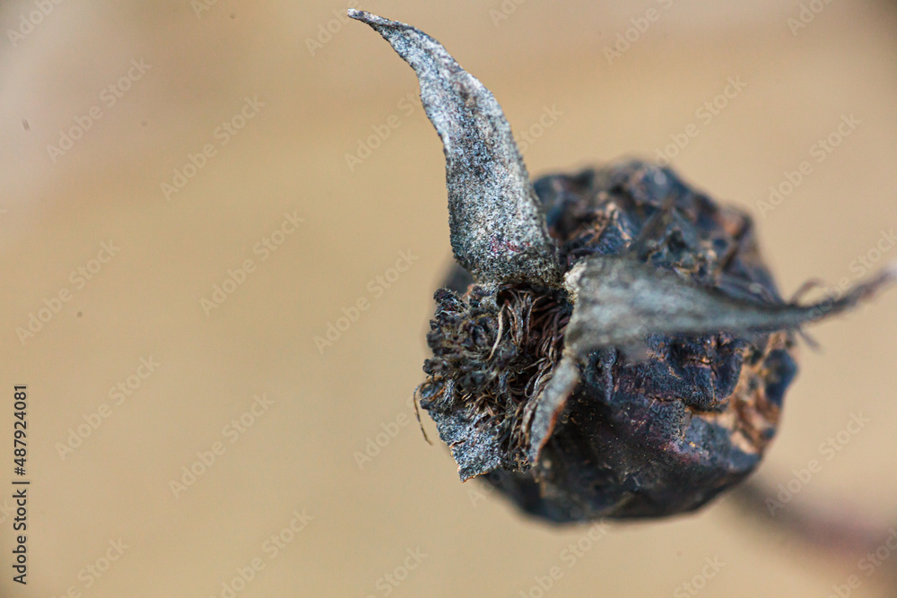 Obraz premium Close up of a dead rose hip