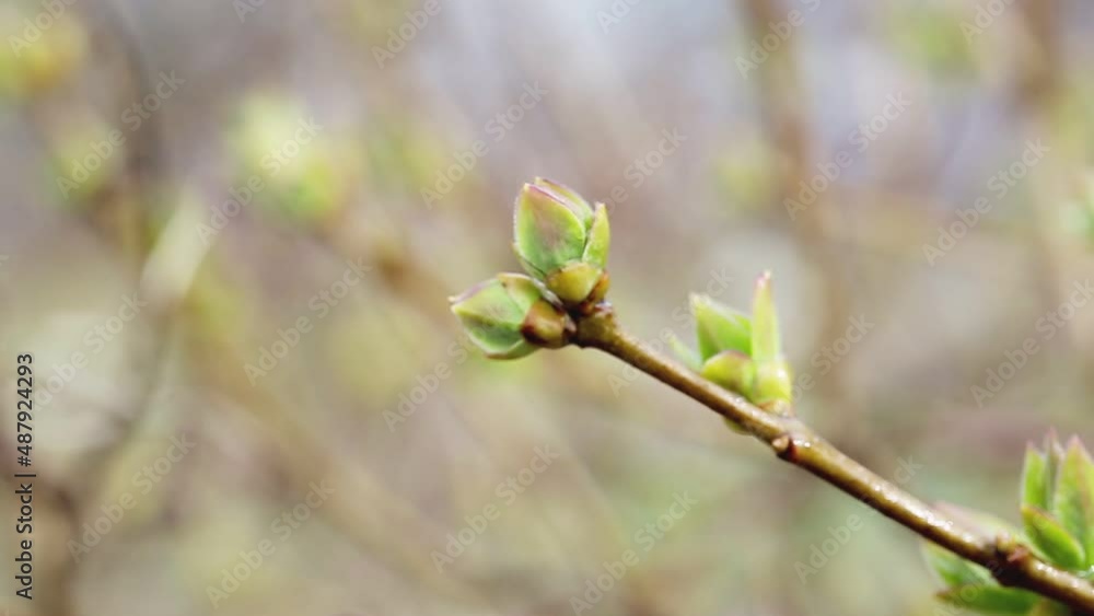 Beautiful green buds bloom on the trees in spring, macro. Outdoors
