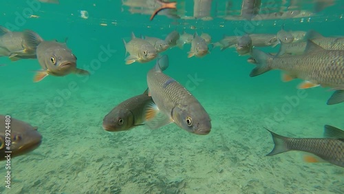 surface to under water. closeup of fish swimming in the lake at Plitvice National park, Croatia