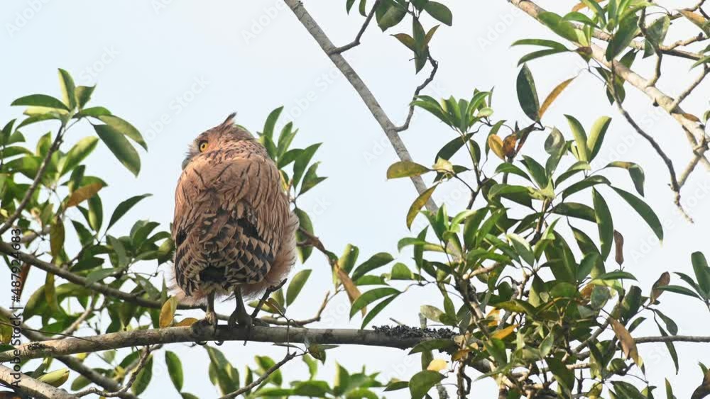 Buffy Fish Owl Ketupa ketupu, a fledgling seen from its back as it looks around extending its head to look to the back and above, Khao Yai National Park, Thailand. Buffy Fish Owl Ketupa ketupu, a fledgling seen from its back as it looks around extending its head to look to the back and above, Khao Yai National Park, Thailand.