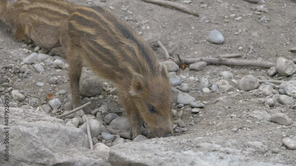 Wild Baby Boar looking for food in rocky terrain,digging with nose,close up Wild Baby Boar looking for food in rocky terrain,digging with nose,close up