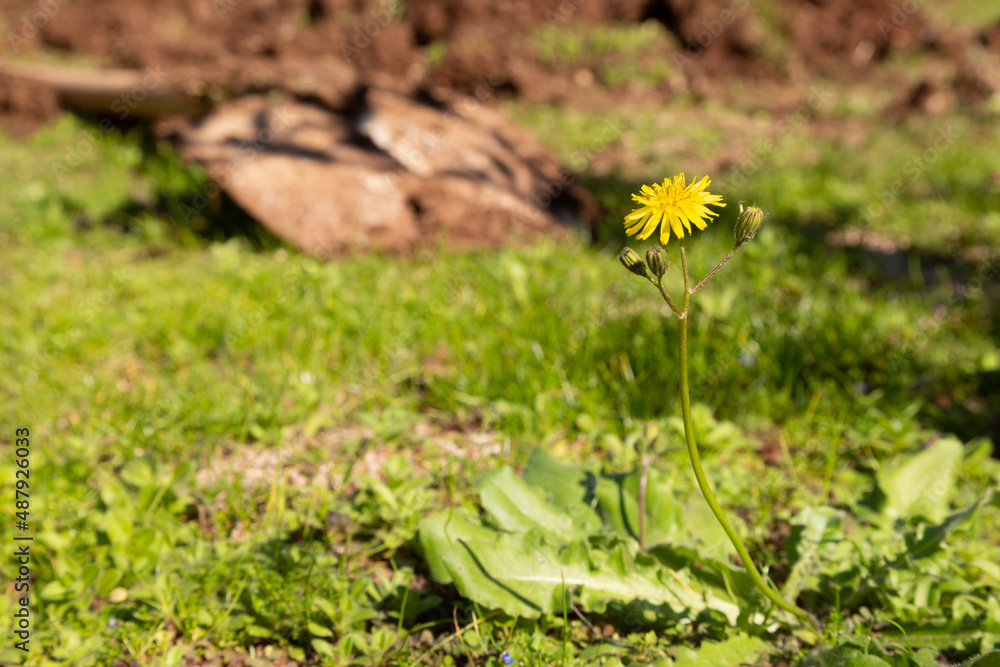 Background photo of dandelion flower and unopened buds in selective focus. Out of focus is dug soil, farming shovel and grass. Background photo of dandelion flower and unopened buds in selective focus. Out of focus is dug soil, farming shovel and grass.