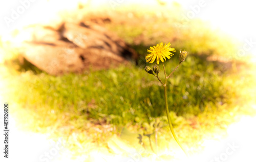 Background photo of yellow dandelion flower with buds bordered with frame isolated on white. Dandelion in selective focus.