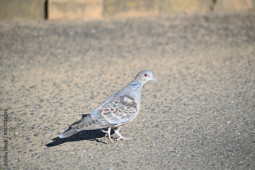 Obraz premium キジバト