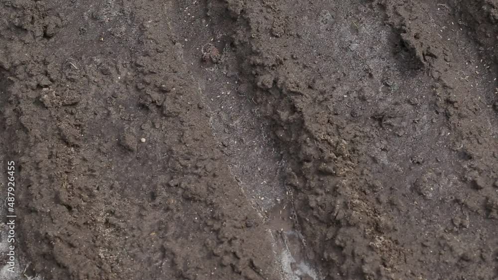 Planting carrot seeds in the garden in the ground in spring. Agriculture and farming, close-up Planting carrot seeds in the garden in the ground in spring. Agriculture and farming, close-up