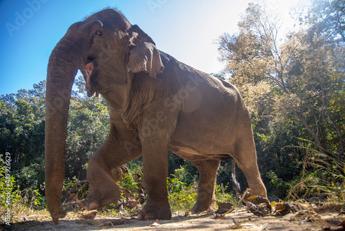 elephant in the wild