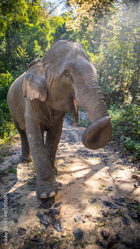 elephant in wild © Aleksey