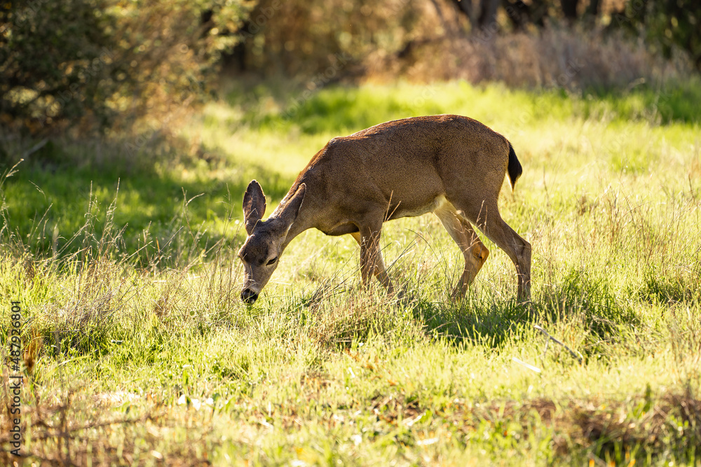 California Mule Deer (Odocoileus hemionus californicus) grazing in a meadow. Wildlife photography.