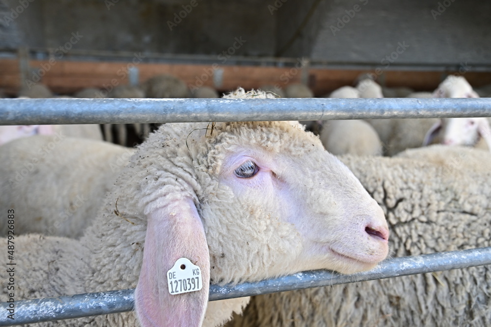 Schaf im Stall Schaf im Stall